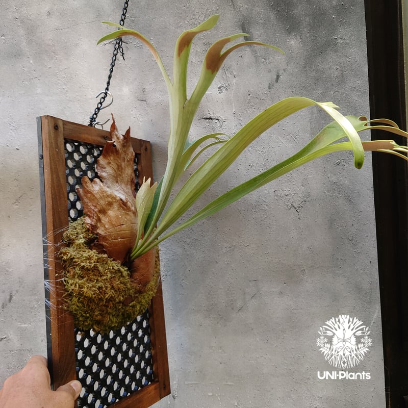 ビカクシダ 品種不明 Platycerium sp.コウモリラン ビカクシダ子株