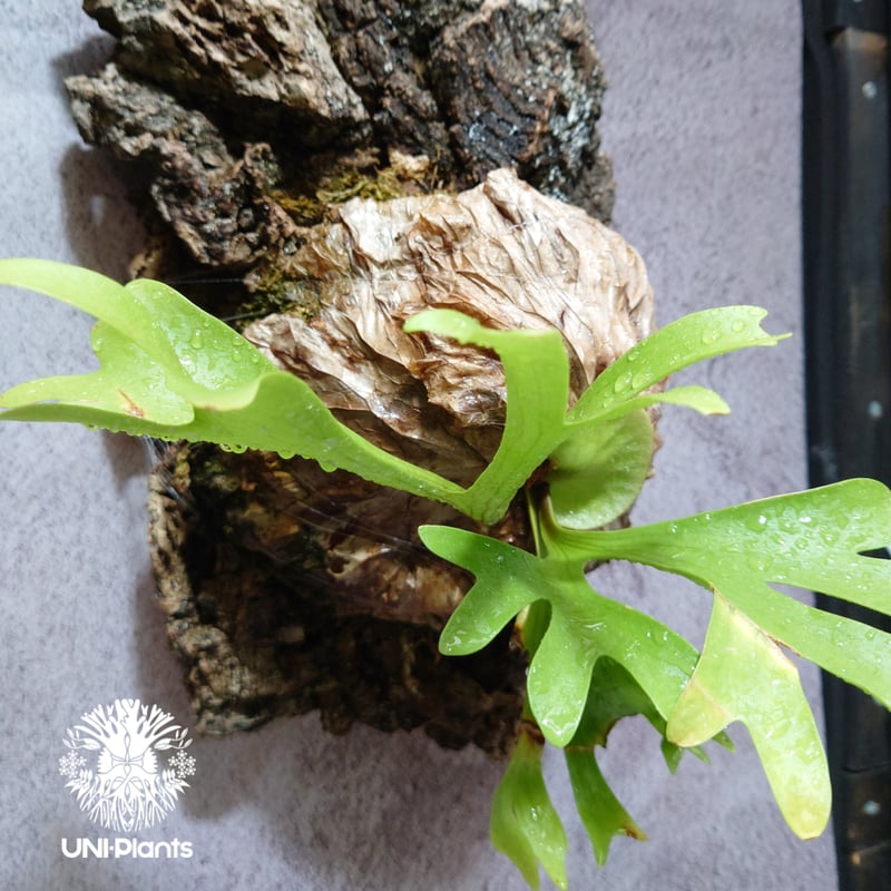 ビカクシダ キッチャクード Platycerium mt.kitshakood