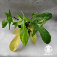 Philodendron Florida beauty variegated フィロデンドロ Philodendron Florida beauty variegated フィロデンドロ