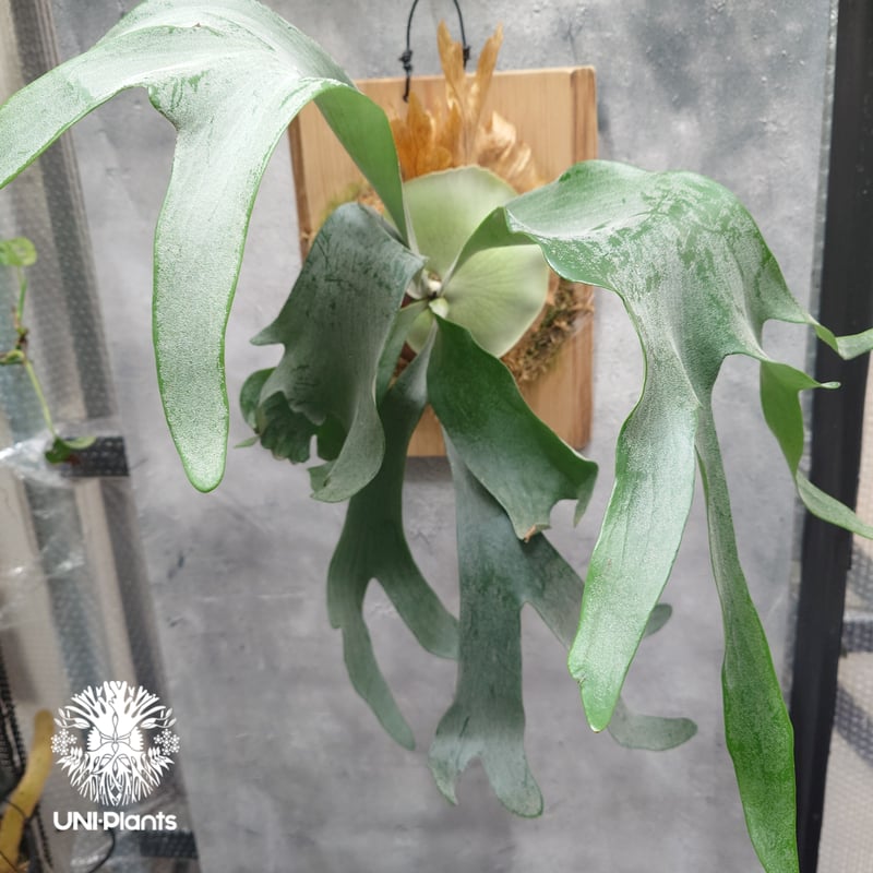 Platycerium Khok Kruat (spore) ビカクシダ コック クルアット(