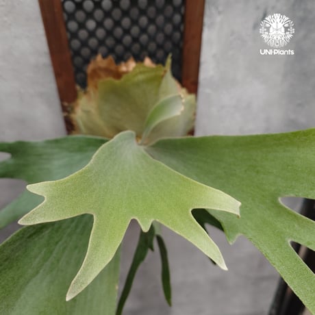 ビカクシダ 品種不明 Platycerium sp.コウモリラン ビカクシダ  ビフルカツム or ネザーランド系  シダ植物 ビカクシダパネル付け 着生植物
