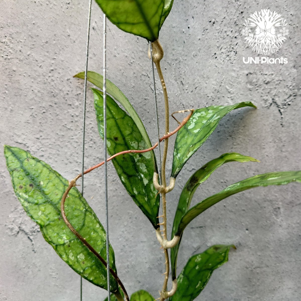 週末セール　極めて希少種 レア ホヤ　リマ　Hoya lima splash② 週末セール 極めて希少種 レア ホヤ リマ Hoya lima splash②