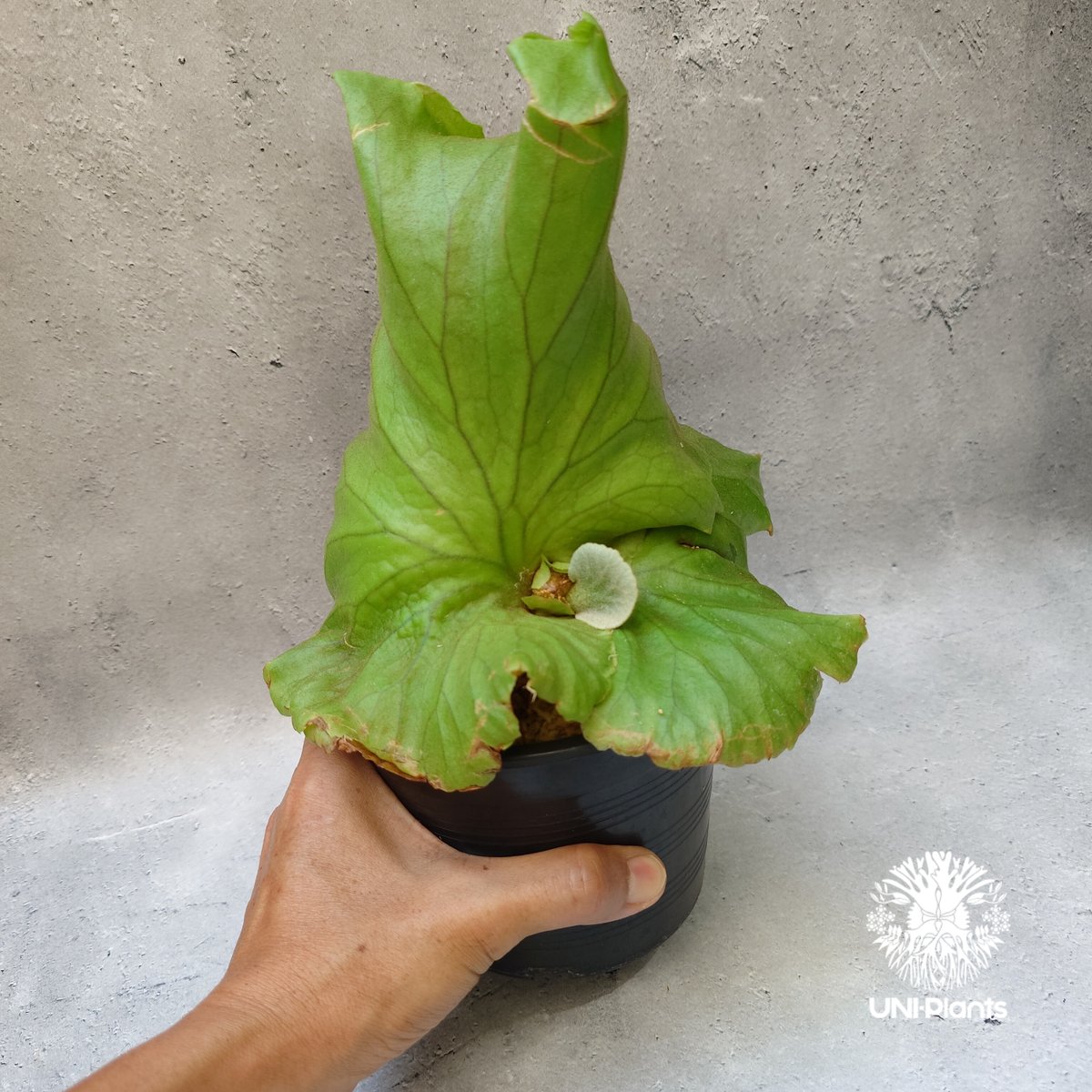 ビカクシダ キッチャクード シンリーフ Platycerium Kitshakood ビカクシダ キッチャクード シンリーフ Platycerium Kitshakood