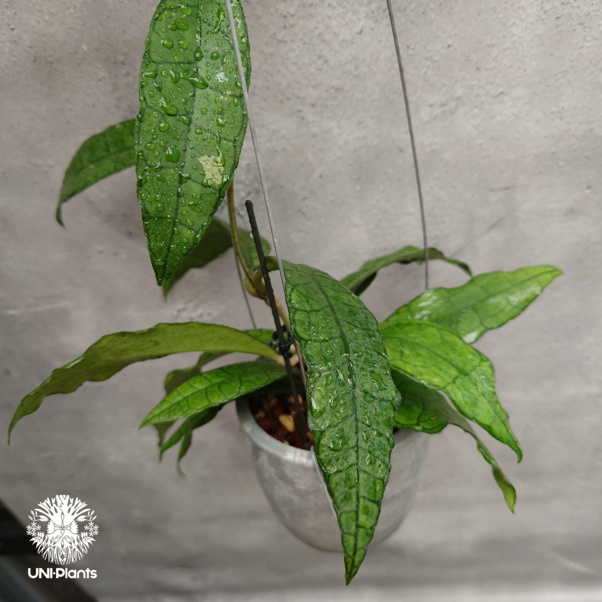 Hoya finlaysonii long leaves ホヤ フィンレイソニー ロングリーブ