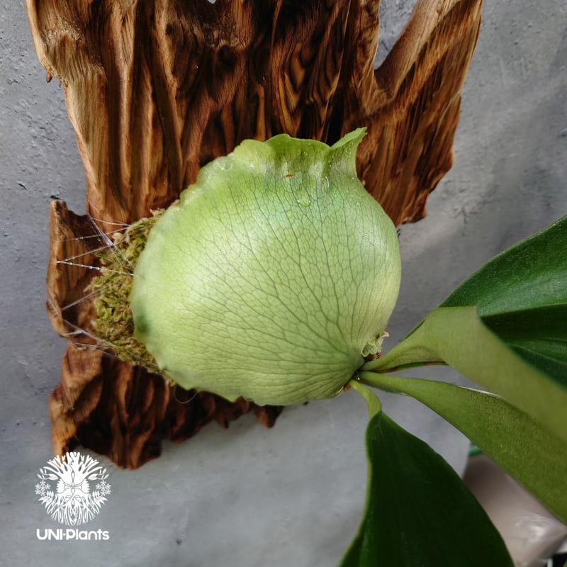 現品【ヒリー パナマ】　コウモリラン ビカクシダ　★板付　 BI0185 ビカクシダ ヒリー パナマ Platycerium hillii Panama コウモリ