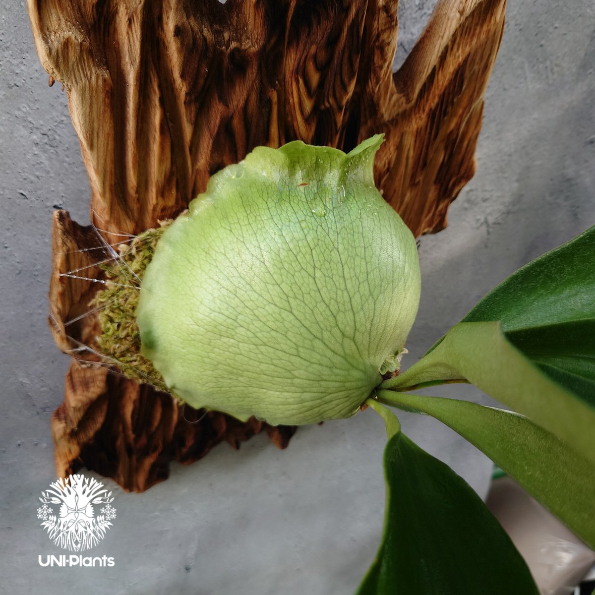 ビカクシダ ヒリー パナマ Platycerium hillii Panama コウモリラン