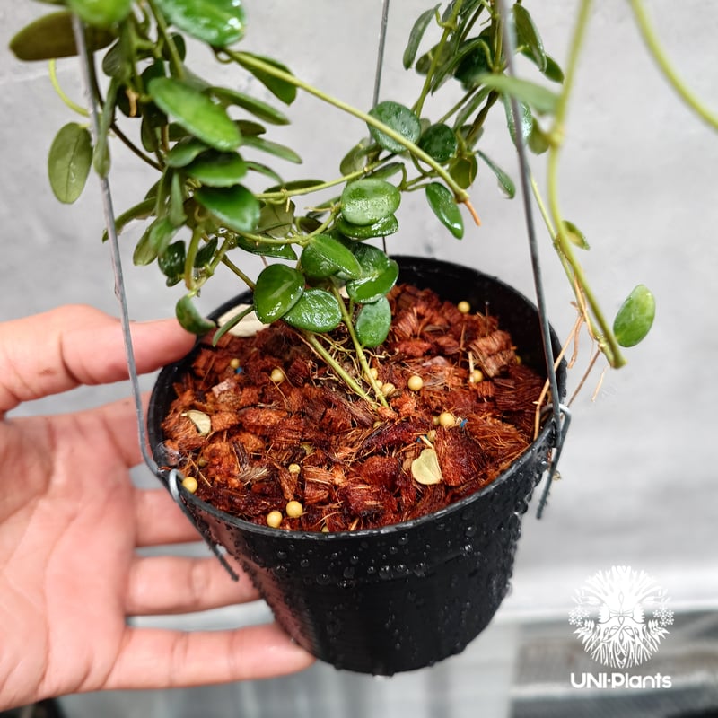 ご予約者様専用ページ ご予約No.UI-250509-1415 Hoya Pulleana ホ