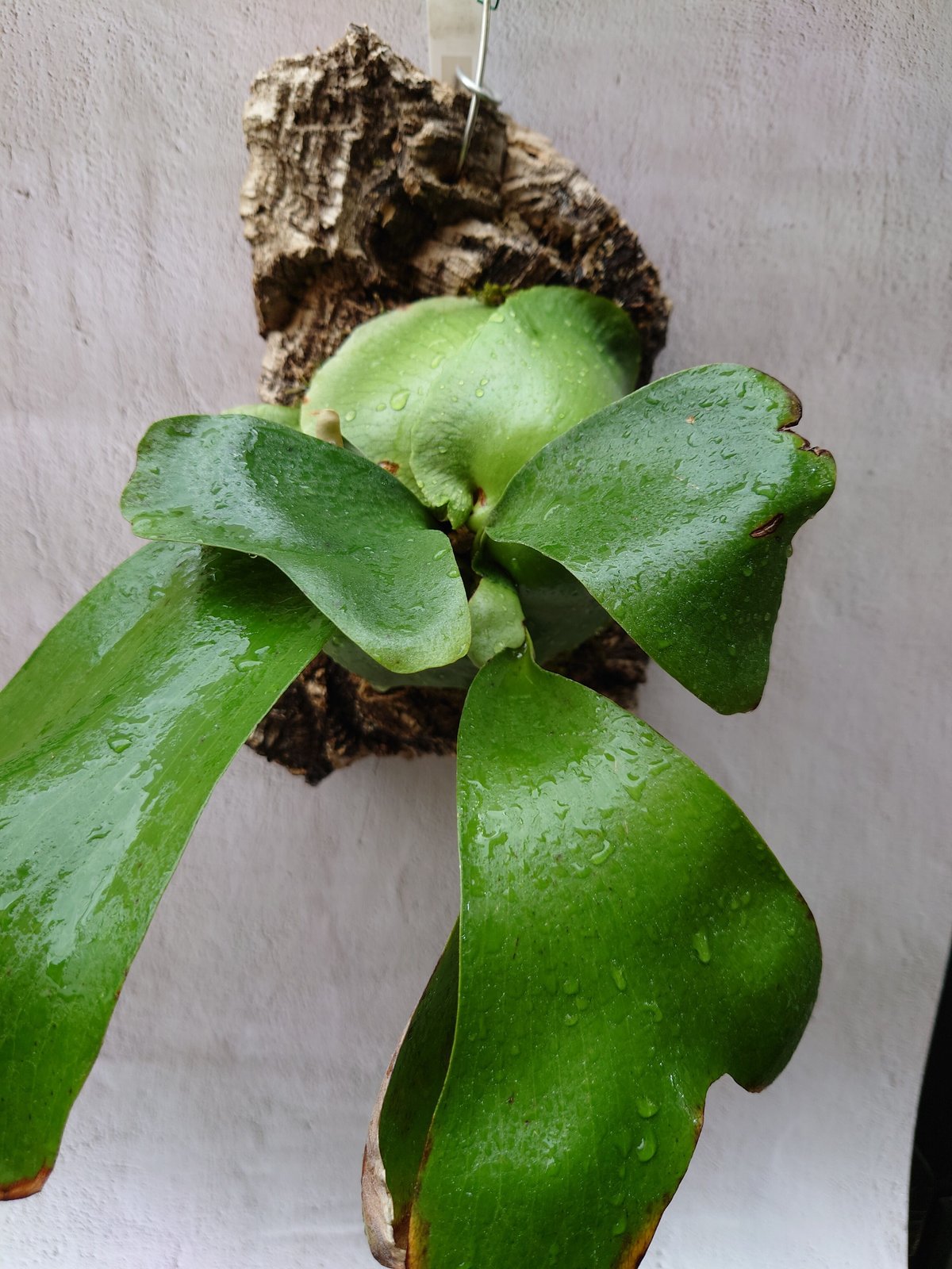 ビカクシダ エリシー Platycerium ellisii コウモリラン ビカクシダ エリシー Platycerium ellisii コウモリラン