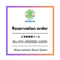 ご予約者様専用ページ ご予約No.UO-250520-1000 Hoya latifolia Snow Queen（M） ホヤ ラティフォリア スノー クイーン ホヤ植物 ホヤの花 ホヤ植物斑入り