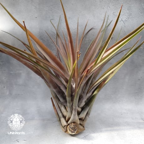Tillandsia novakii チランジアノバキー Tillandsia インテリア植物 エアープランツ エアプランツ ティランジア