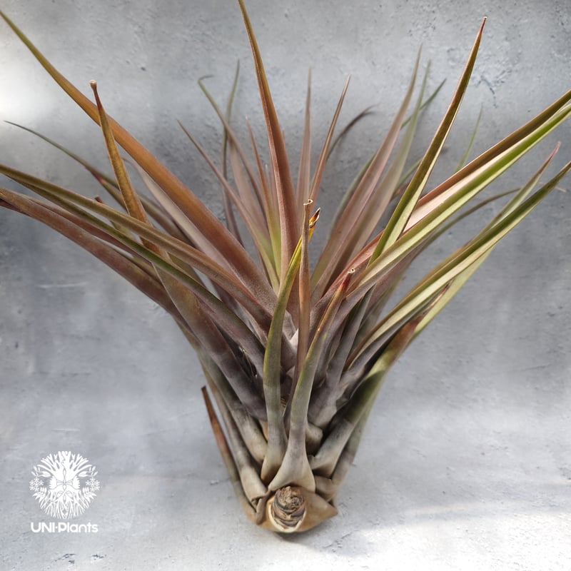 Tillandsia novakii チランジアノバキー Tillandsia インテリア