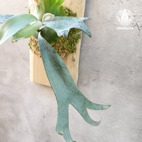 Platycerium willinckii wild East Java (pup) ビカクシダウィリンキー ワイルド株 ビカクシダ板付け