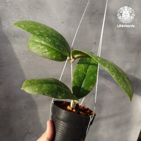 【タイ直輸入・限定1株・現地選抜の希少株】ホヤ フォーベシー スプラッシュ｜希少株・珍品・着生植物・つる性植物｜Hoya forbesii splash