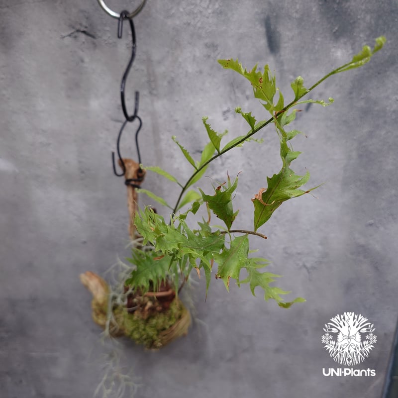 Drynaria rigidula `whitei ドリナリア·リギデュラ'ホワイティ' 流木