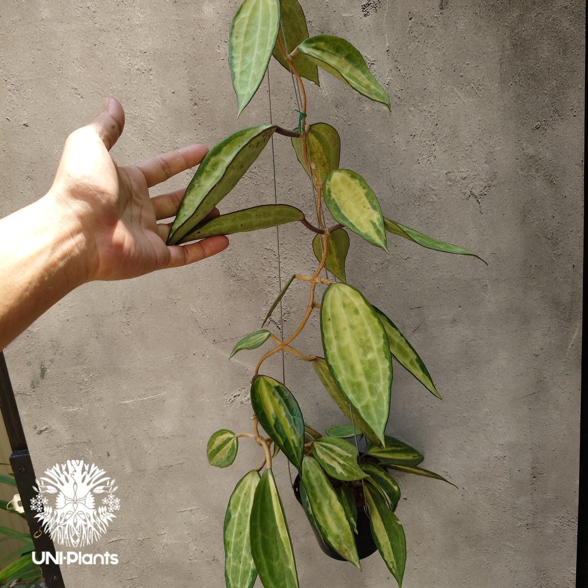 Hoya macrophylla 