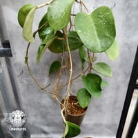 Hoya Loyceangrewsiana  ホヤ植物 ホヤの花 希少な植物 Hoyaplants Hoya