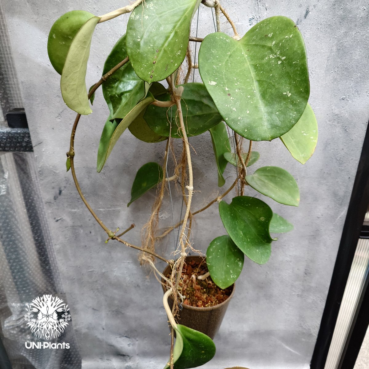 Hoya Loyceangrewsiana ホヤ植物 ホヤの花 希少な植物 Hoyaplan
