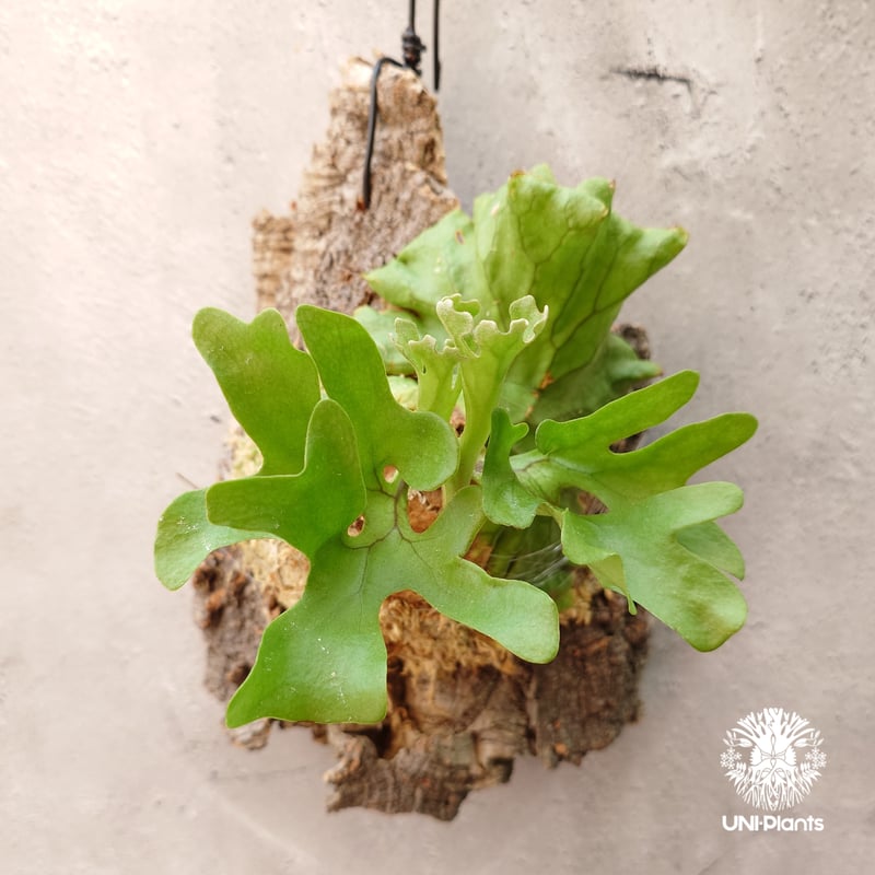 ビカクシダ リドレイ ドワーフ Platycerium ridleyi Dwarf