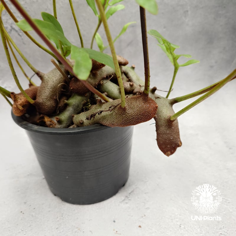 その他観葉植物 Lecanopteris KP9 その他観葉植物 Lecanopteris KP9 その他観葉植物 Lecanopteris KP9