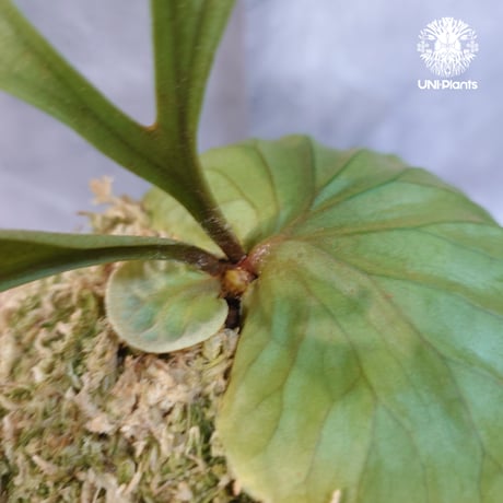 【国内繁殖株・一点物】Platycerium ridleyi | ビカクシダ リドレイ｜ビカクシダ原種｜Platycerium