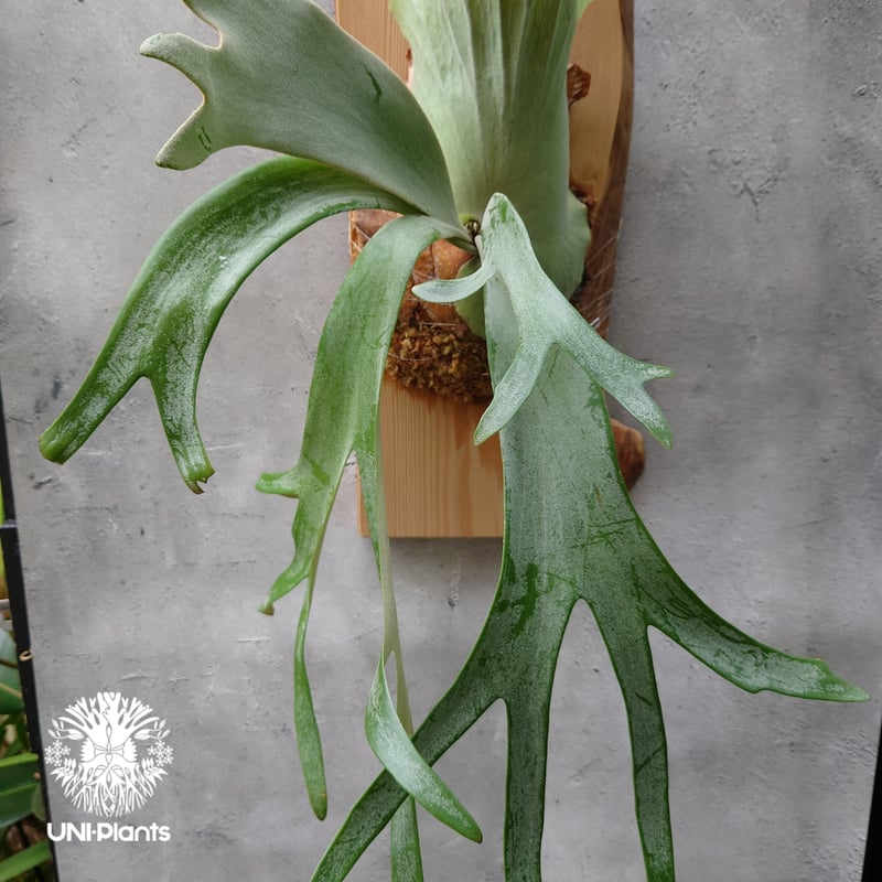 willinckii cv.Hydra ヒドラ　ウィリンキー　ビカクシダ P. willinckii cv. Hydra (pup) | naturefix