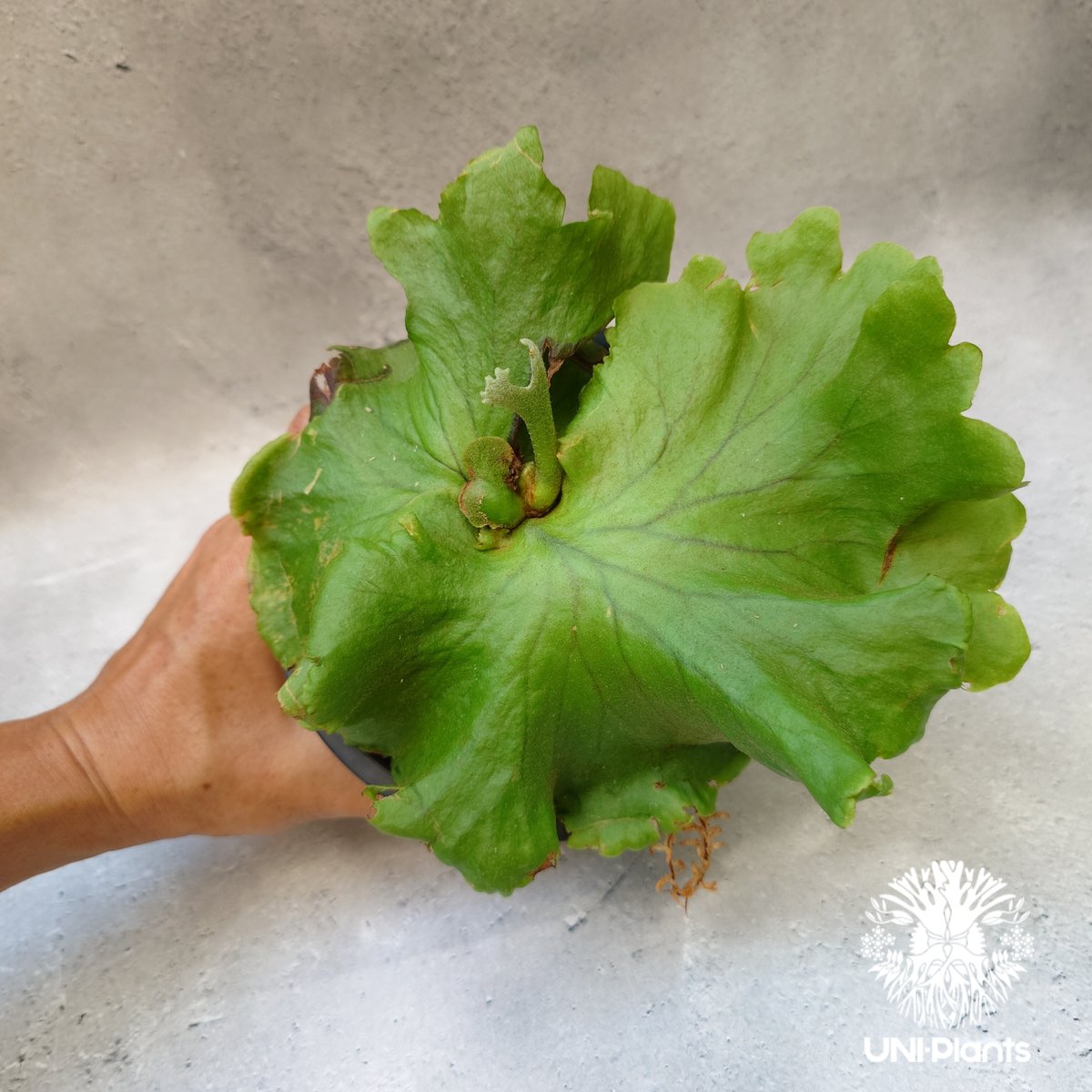 ビカクシダ キッチャクード シンリーフ Platycerium Kitshakood thin