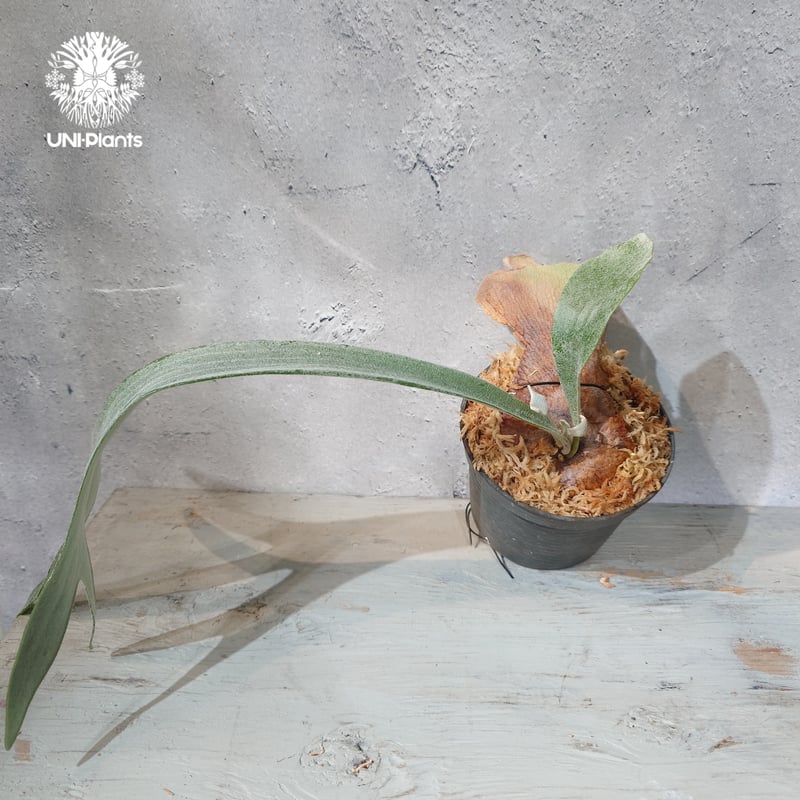国内繁殖株・一点物】Platycerium bifurcatum 'white' ｜ビカクシ
