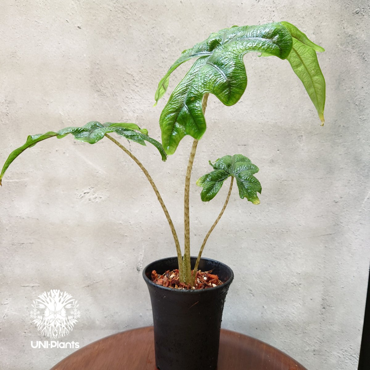 アロカシア ジャクリン / ジャックリン Alocasia Jacklyn 芋 - 植物/観葉植物
