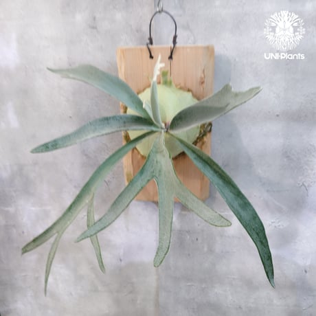 【国内繁殖株・一点物】Patycerium veitchii wild | ビカクシダ ベイチー ワイルド | ビカクシダ原種 | ビカクシダ板付け ビカクシダビーチ
