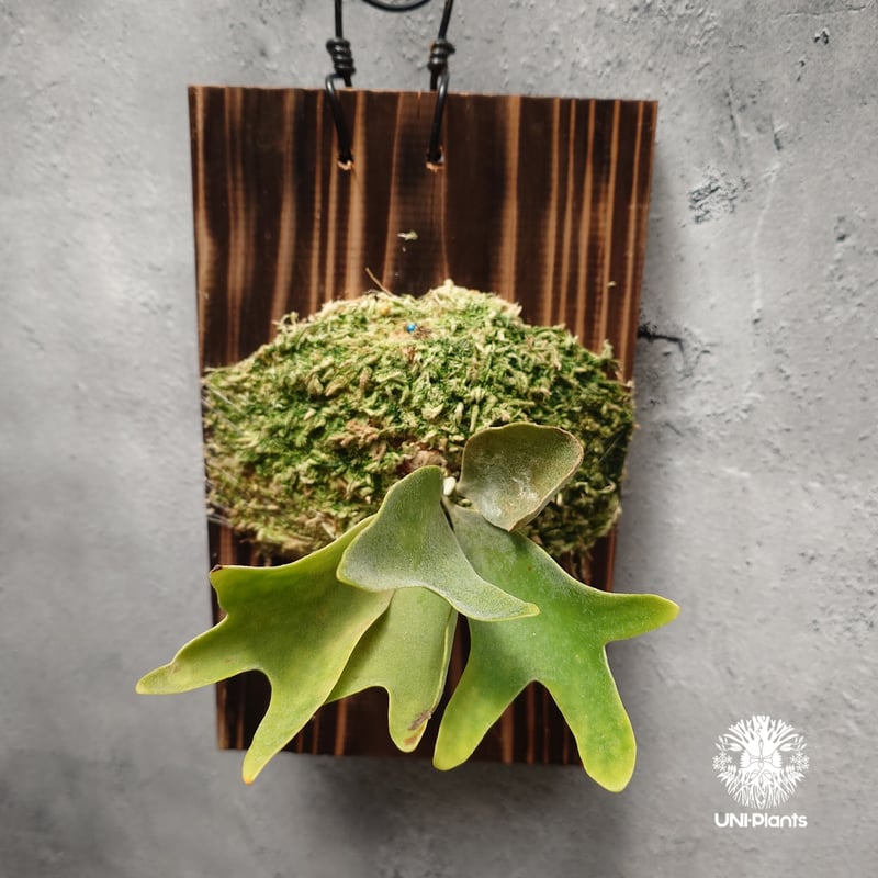 P. Willinckii dwarf Tatsuta, P. Pegasus, P. ve