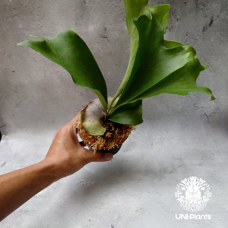 Platycerium hillii Pumila Kew Garden (sporeling