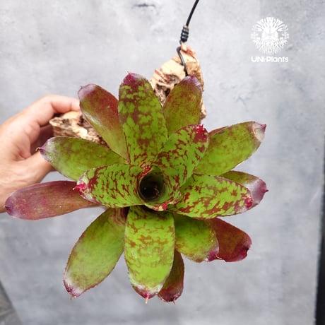 CATEGORY タンクブロメリア | UNI-Plants ビカクシダ、ホヤ植物、着生