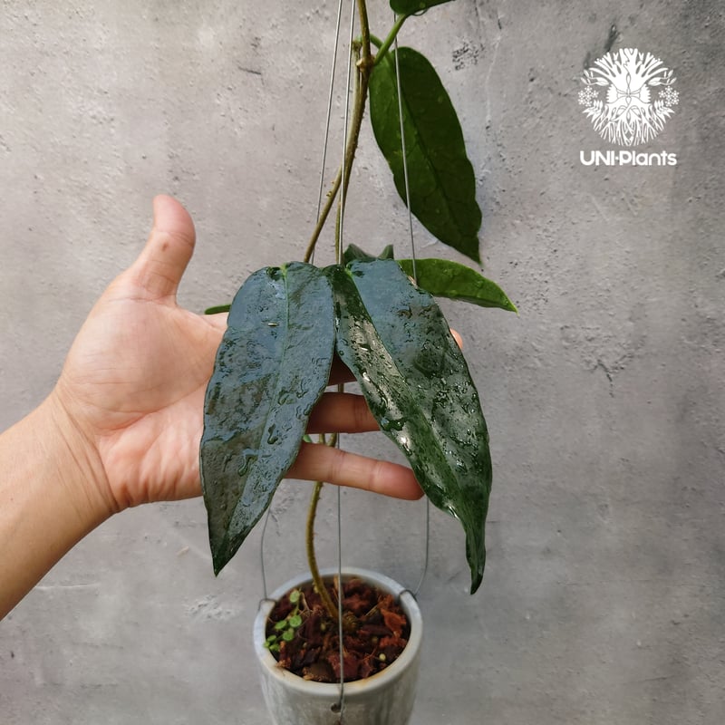 Hoya Seanie 希少 ホヤ植物 ホヤの花 珍しい つる性植物 ハンギング