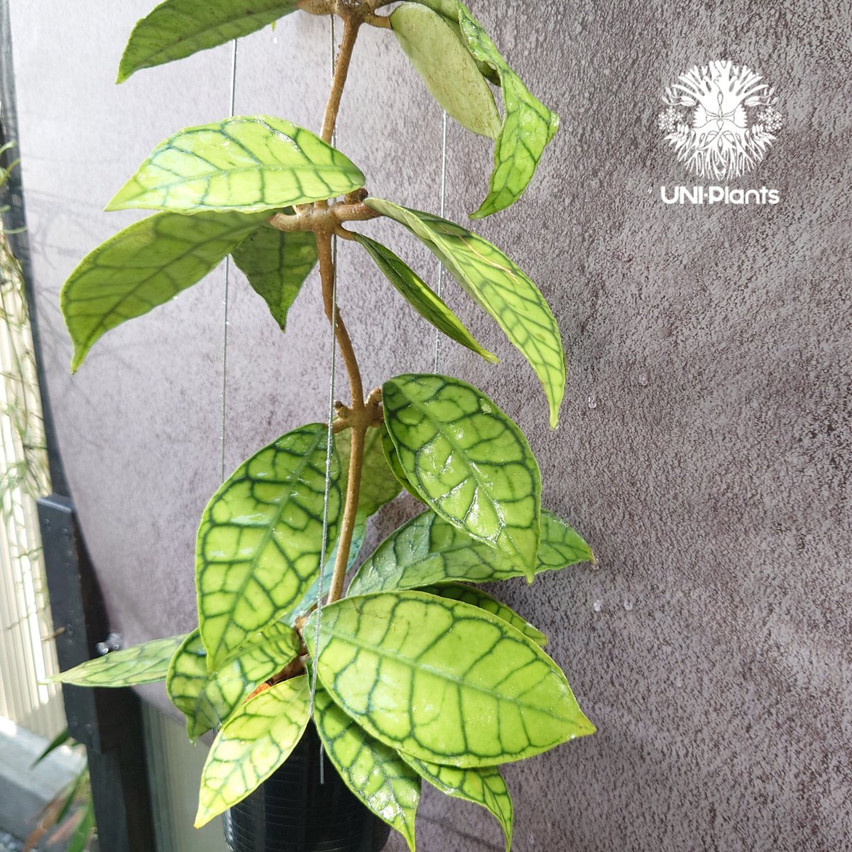 HOYA・ホヤ・Larisa・開花中・花座あり HOYA・ホヤ・Larisa・開花中