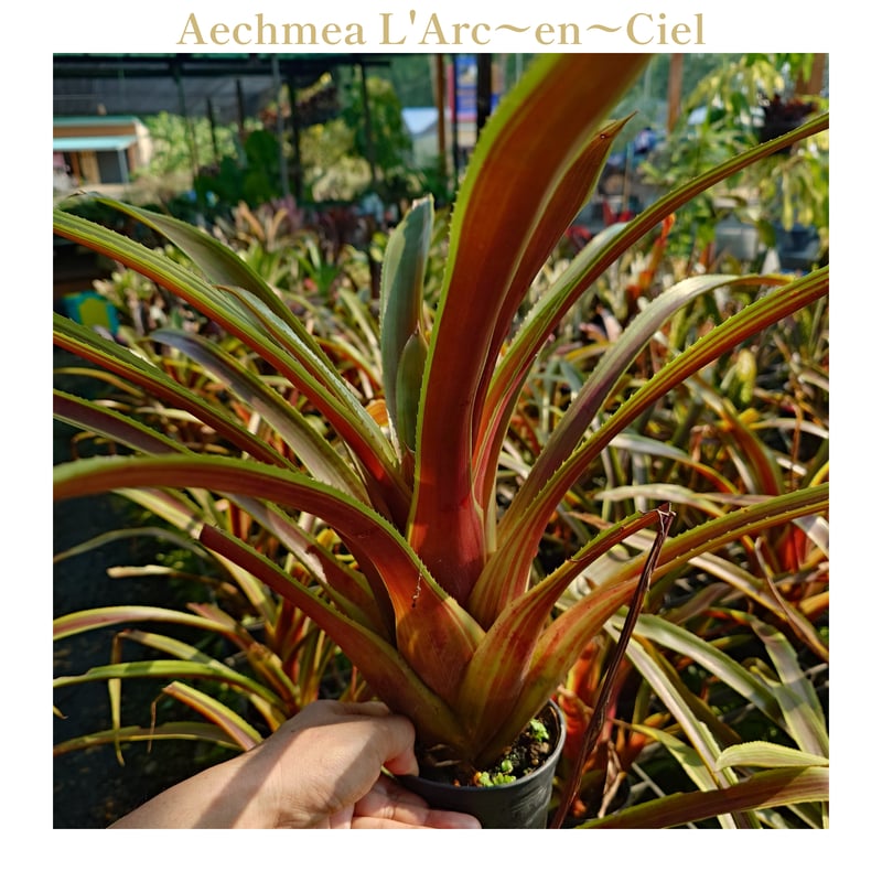 Sato 　同梱割引　Aechmea L'Arc-en-Ciel Sato 様専用 同梱割引 Aechmea L'Arc-en-Ciel - メルカリ