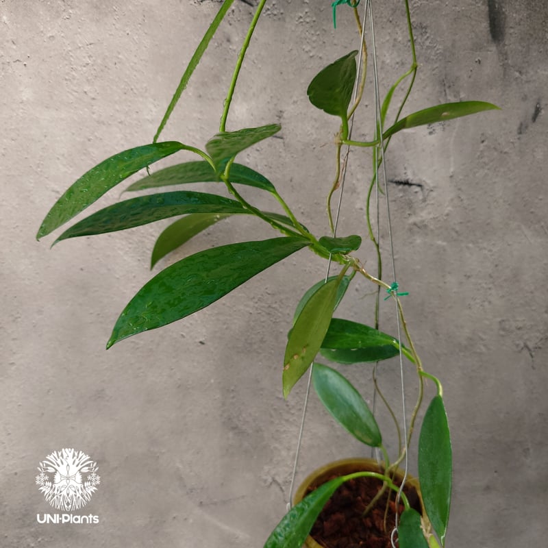 希少! Hoya pubicalyx 'black dragon ホヤ植物 ホヤの花 ホヤプビ