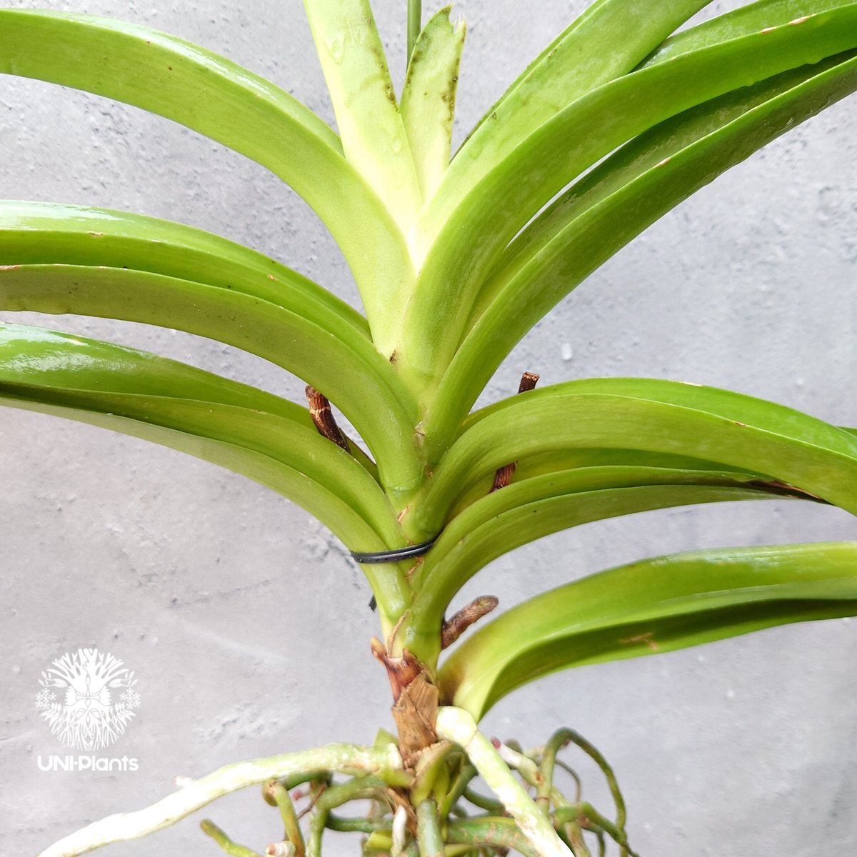 バンダ 洋蘭 Vanda orchid 大株 ラン 蘭 花が綺麗な洋ラン | UNI-Pla