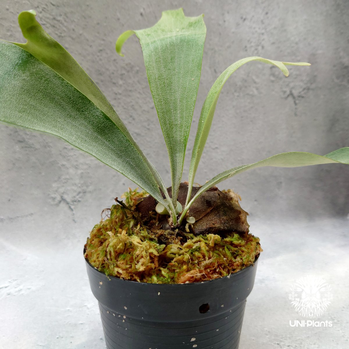 Platycerium Summer Breeze (P.Lemoinei x P.Bicor