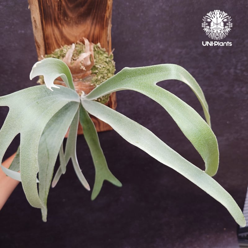 Patycerium veitchii ' Nukul ' ビカクシダ ベイチー シダ植物 ビ