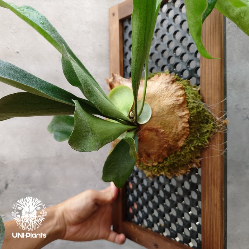 ビカクシダ アルシコルネ ビカクシダ アルシコルネ (Platycerium alcicorne)-について