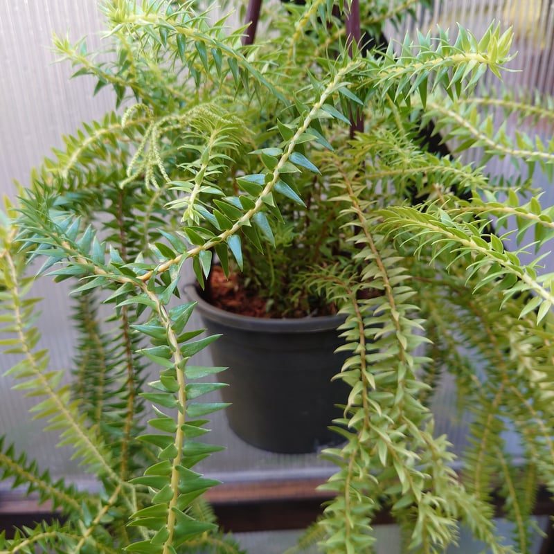 逆さポット植えです！フペルジア『phlegmaria』1番 逆さポット植えです！フペルジア『phlegmaria』3番 | Planet