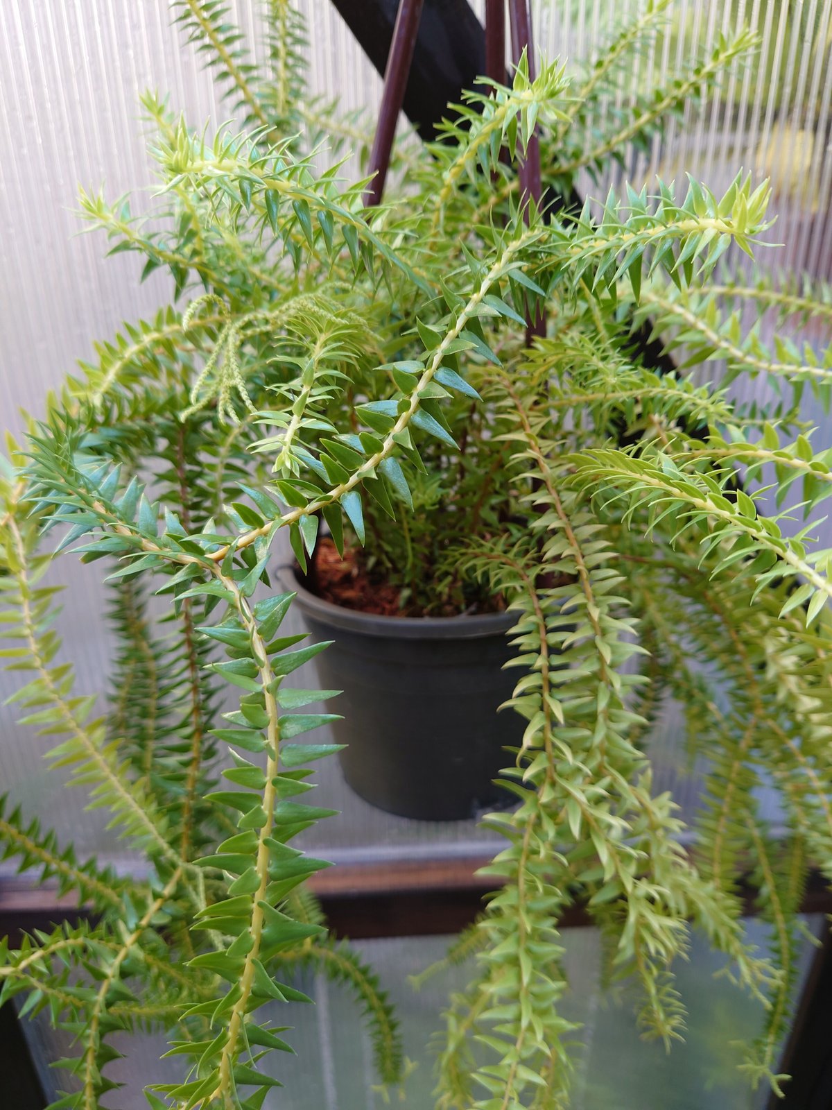 フペルジア・フレグマリア Huperzia phlegmaria 観葉植物 珍奇