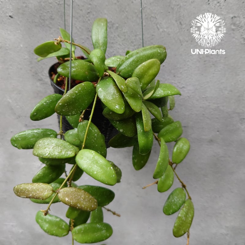 Hoya GPS7240 ホヤ 希少 ホヤ植物 ホヤの花 珍しい 希少なホヤ植物