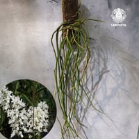 【タイ直輸入・着生ラン】Seidenfadenia mitrata ' alba ' |  セイデンファデニア ミトラタ alba｜Orchid｜着生ラン｜着生蘭