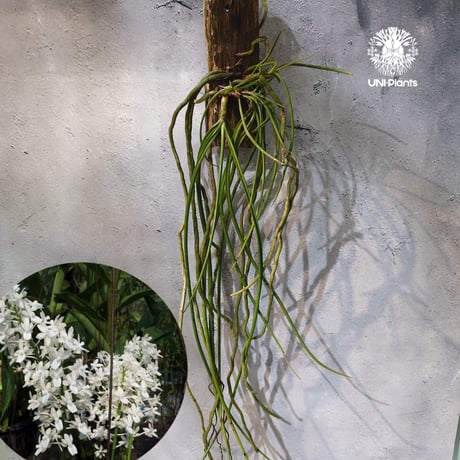CATEGORY 着生ラン (Orchid) | UNI-Plants ビカクシダ、ホヤ植物、