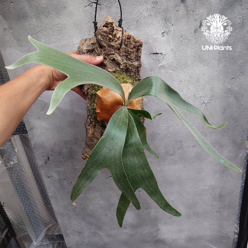 Platycerium Banna #A (pup) ビカクシダ バンナ #A (子株) ビカ