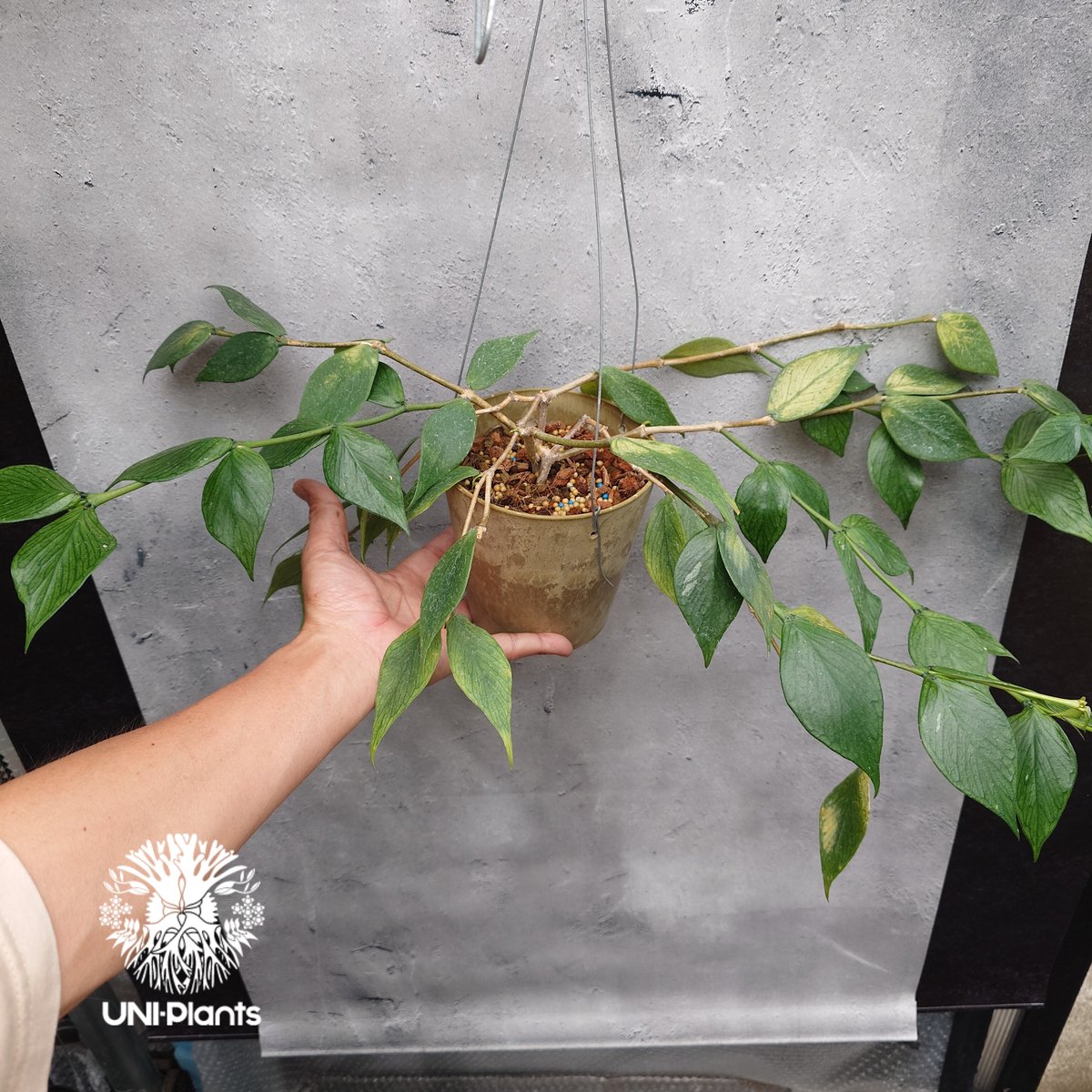 Hoya Polyneura ホヤ ポリネウラ ホヤフィッシュボーン ホヤ植物 ホヤ