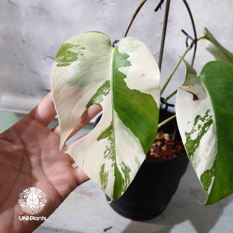 国内繁殖株・一点物】Monstera borsigiana 'Albo'｜モンステラ・ボル