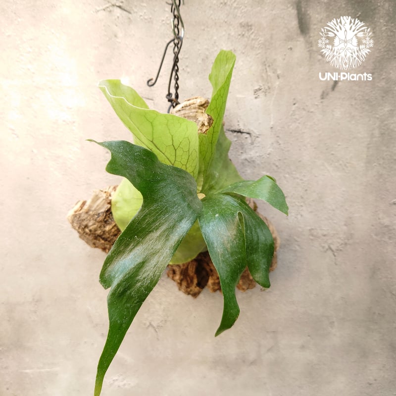 現品【ステマリア】　コウモリラン ビカクシダ　★コルク付　 BI0171 ビカクシダ ステマリア コルク板付