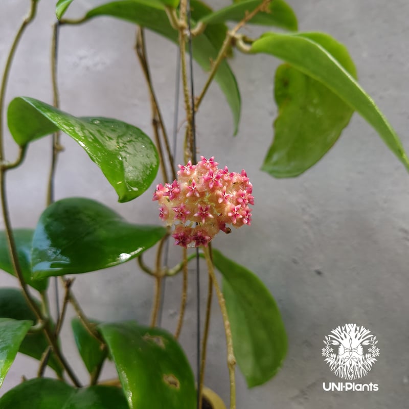 希少! Hoya mindorensis pink ホヤ ミンドレンシス ピンク Hoya M